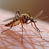 Pest Control Services