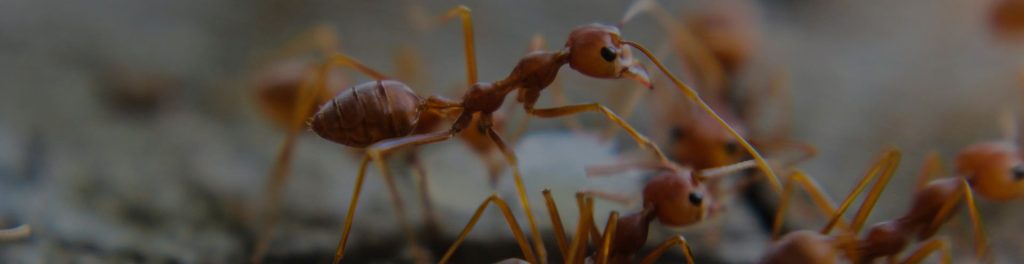 ant control