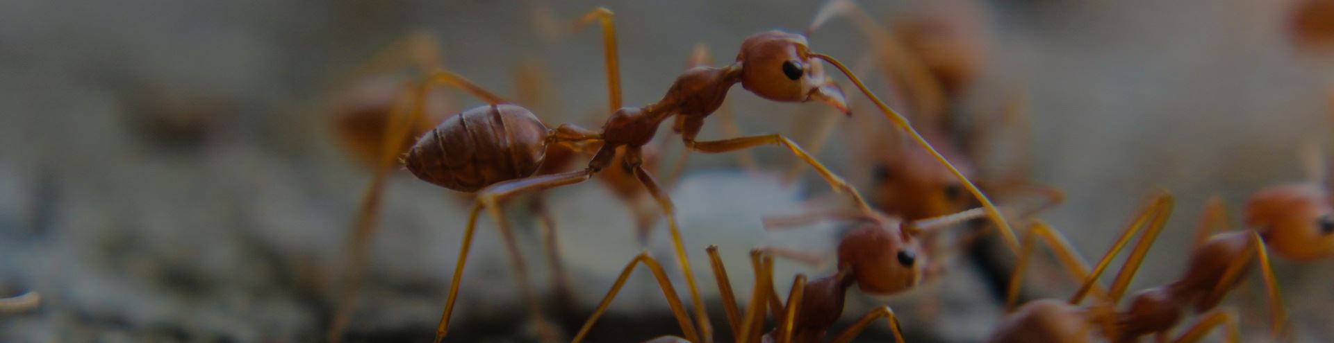 ant control