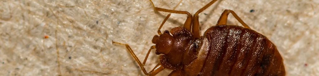 bedbug control