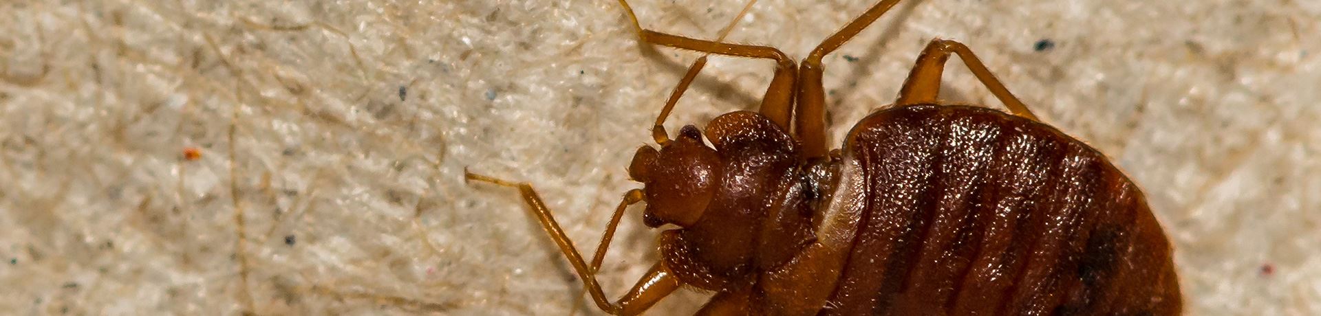 bedbug control