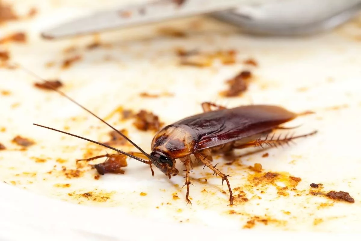 cockroach control services