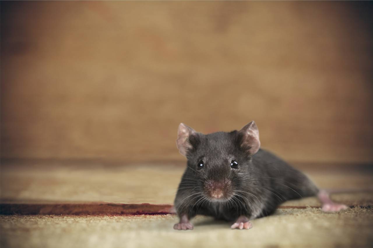 Mice and rodents Control Services